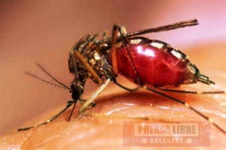 Una persona murió en Casanare durante la última semana como consecuencia de dengue grave Una persona murió en Casanare durante la última semana como consecuencia de dengue grave