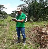 13 predios de palma de aceite en Casanare están en proceso de registro