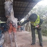 Murió Valiente el caballo víctima de maltrato animal en Yopal