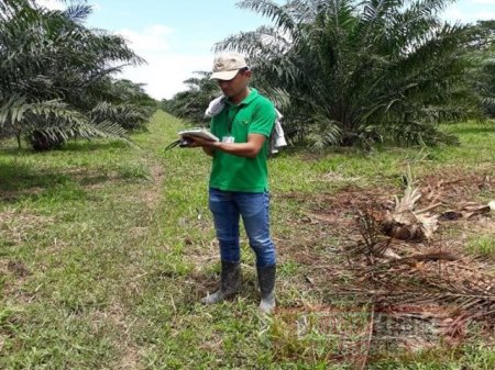13 predios de palma de aceite en Casanare están en proceso de registro