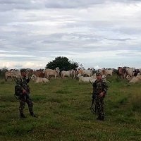 Ejército Nacional recuperó 276 reses hurtadas en Hato Corozal         