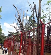 También en la sede campestre del Colegio Braulio González arrasaron con los árboles