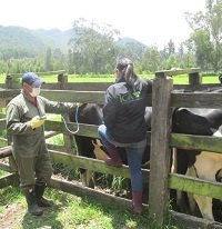 Minagricultura invitó a ganaderos a vacunar contra fiebre aftosa y brucelosis bovina