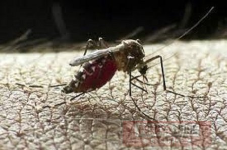 Un hombre murió de dengue grave en Yopal
