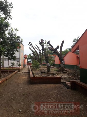Poda de árboles en el Colegio Braulio González generó polémica 
