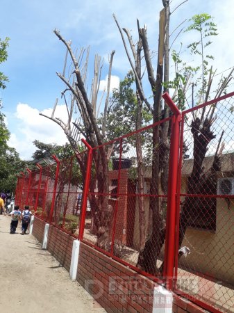También en la sede campestre del Colegio Braulio González arrasaron con los árboles