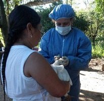 Aún no están controlados focos de enfermedad de Newcastle en 4 municipios de Casanare