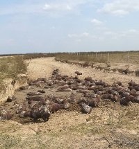 Alertan por posibilidad de fenómeno de sequía extrema en Casanare