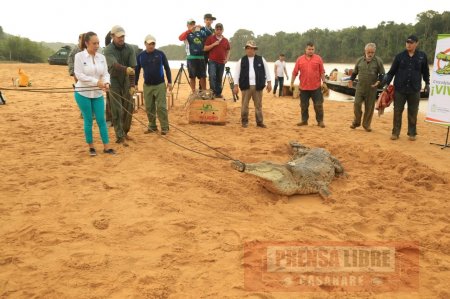 4 Cocodrilos serán reintroducidos en el río Guarrojo en Puerto Gaitán
