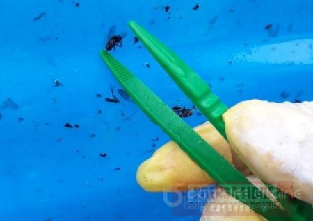 Plan de manejo de la mosca hematófaga en cultivos de palma de Casanare