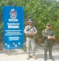 Operativos contra el comercio ilegal de fauna silvestre en Vichada y Meta realiza Armada Nacional 