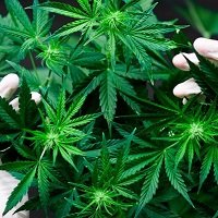 Industria del cannabis medicinal llegó a Casanare