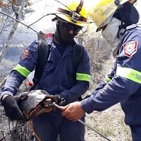 Incendio Forestal habría afectado más de 6 mil hectáreas en Orocué