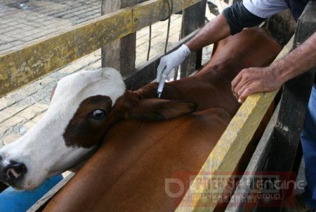 El 14 de enero inicia revacunación de bovinos contra fiebre aftosa. En 2 municipios de Casanare