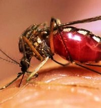 Alerta por aumento de casos de dengue durante primeras semanas de 2019 en Casanare