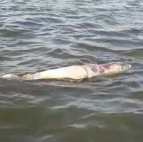 Pescadores habrían matado a machetazos a delfín rosado en el río Orinoco 