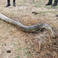 Serpiente de tres metros de longitud fue rescatada por Bomberos en Morichal