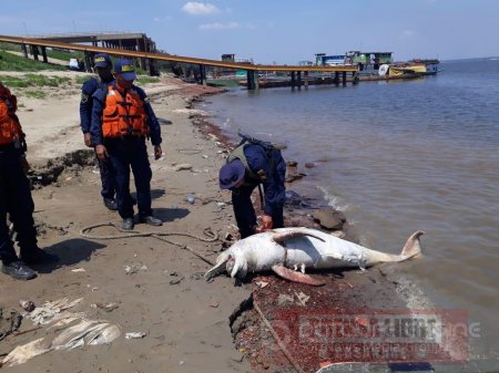 Pescadores habrían matado a machetazos a delfín rosado en el río Orinoco 