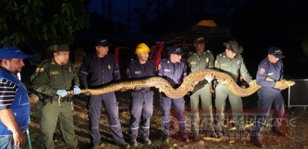 Serpiente de tres metros de longitud fue rescatada por Bomberos en Morichal