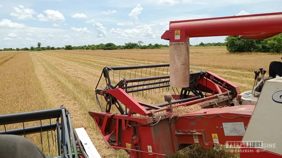 Gran preocupación por disminución del precio del arroz a los productores PRENSA LIBRE CASANARE