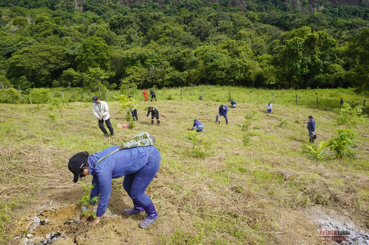 Optimizing Fertilization and Maintenance Strategies for Reforestation Efforts